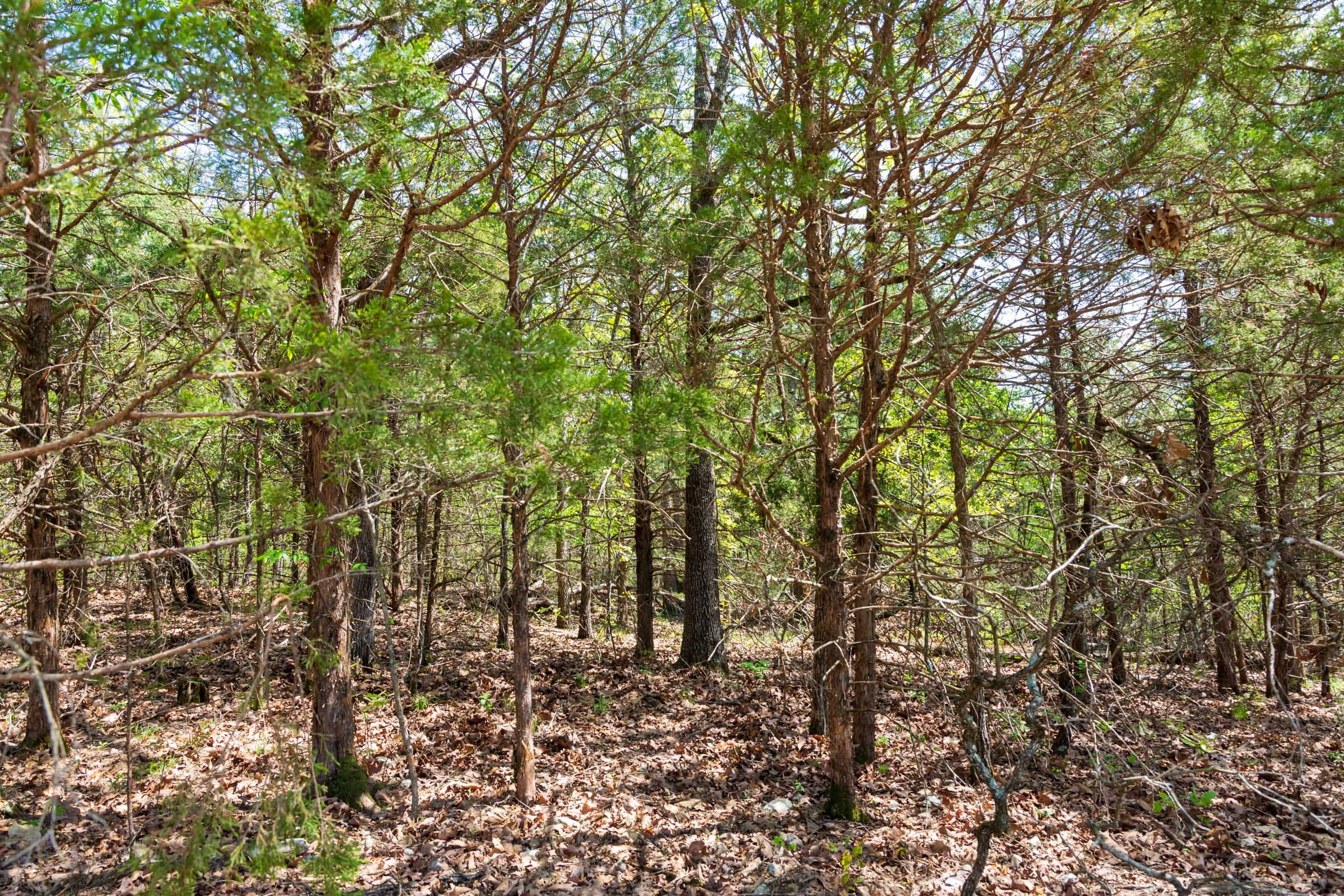 Tract 7 at Autumnwood in Fulton County, Arkansas